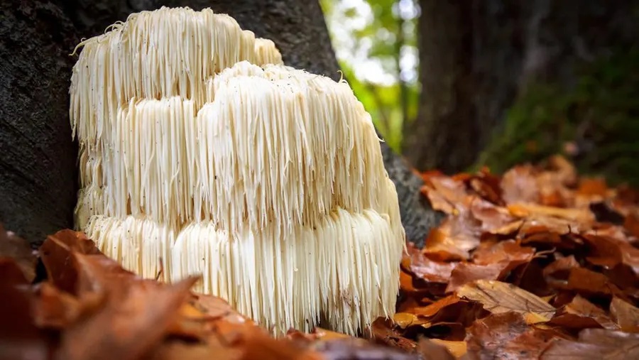 Harmonizing Mind and Body: The Power of Lion's Mane and CBD in Kaneh Bosm's Revolutionary Gummies